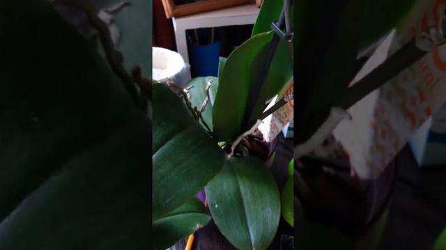 Две орхидеи из Леруа Мерлен. смотреть онлайн