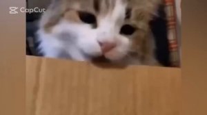 СМЕШНЫЕ ЖИВОТНЫЕ