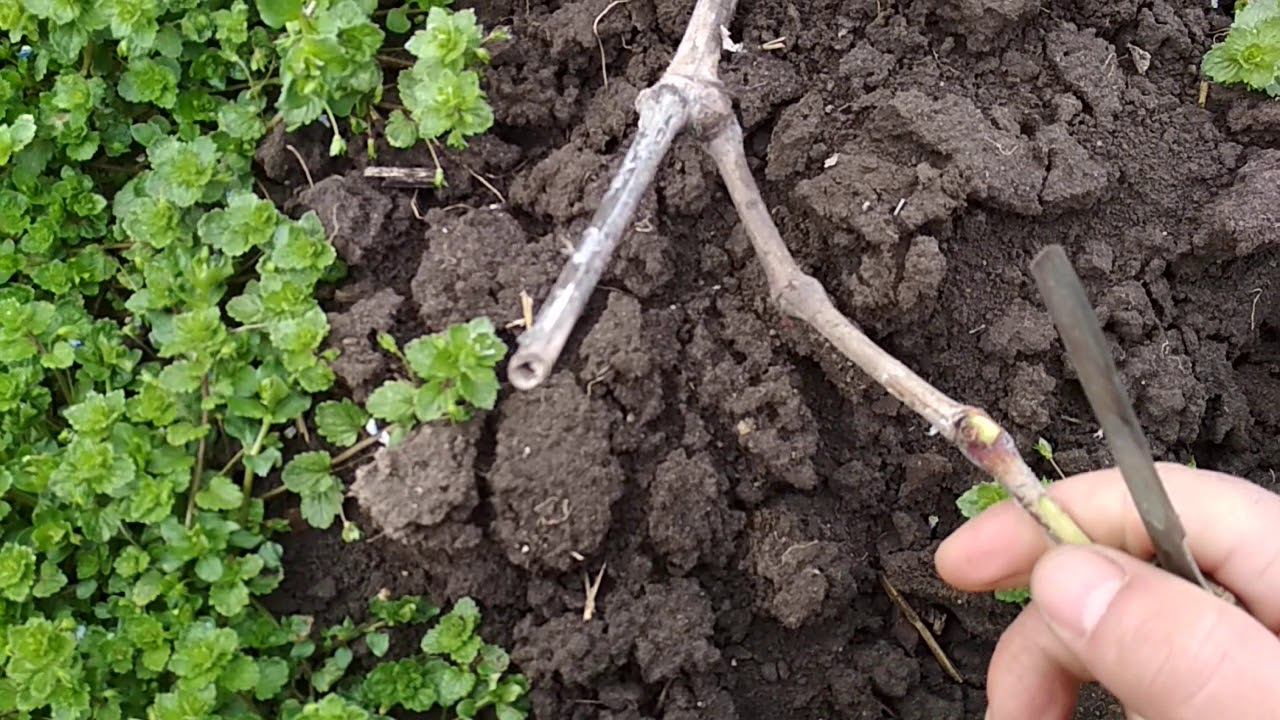 Весенние заморозки и виноград Александр.