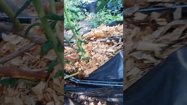 Голубика Дюк!формиртвка для выращивания в контейнере смотреть онлайн