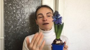 Мой первый гиацинт. Уход в домашних условиях.