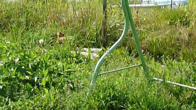 ЧИХУА КУРНОСЫЙ МИНИК(МАРИ МИСТИК ) ПРОДАЖА ЩЕНКОВ смотреть онлайн