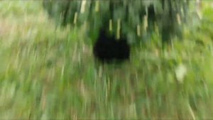 Хризантема мультифлора. Что влияет на размер куста. Как регулировать размер хризантемы.