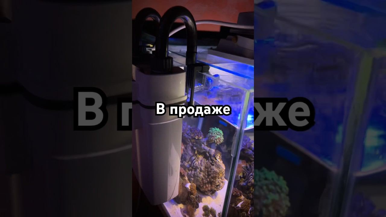 Продам морской аквариум, отправка в регионы. #акванутый #морскойаквариум #кораллы #coralreef