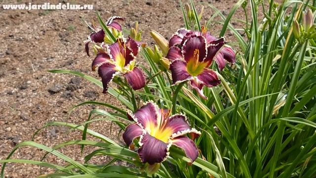Цветение сортового лилейника JOHNY BEAR в саду www.jardindelux.ru смотреть онлайн