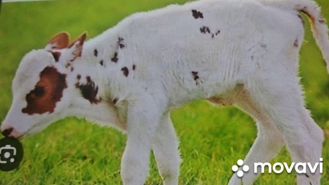 Сказка про белого бычка Сказка от Колобка смотреть онлайн