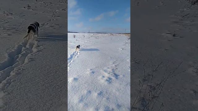 Короткая охота 2-ой заяц за день смотреть онлайн