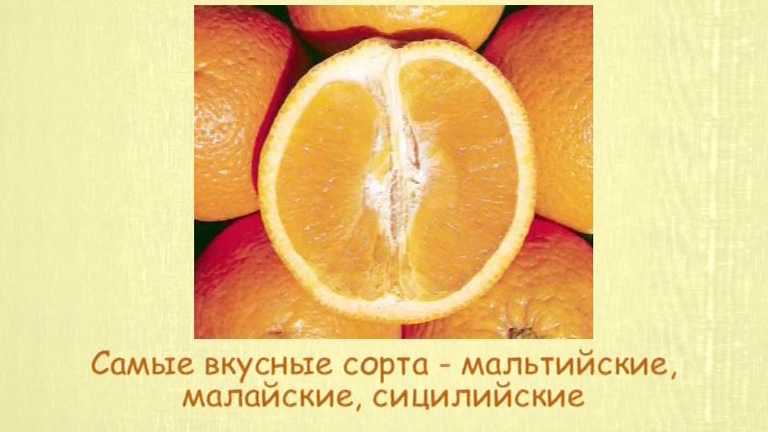 Апельсин. Кулинарная энциклопедия. Выпуск № 26