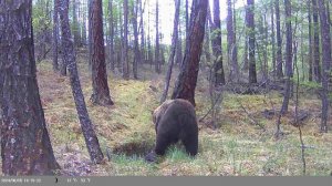 медведь на тропе