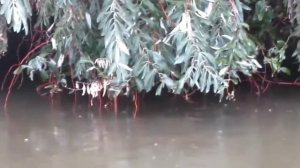 Белый амур кушает листву с деревьев!