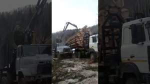 Погрузка хлыстов.Краз и МАЗ