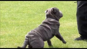 ТОП-10 ЛУЧШИХ ПОРОД СОБАК ДЛЯ ОХРАНЫ ЧАСТНОГО ДОМА/ЛУЧШИЕ СОБАКИ ДЛЯ ЗАЩИТЫ