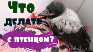 НАШЛА ПТЕНЦА ВОРОНЫ и ПРИТАЩИЛА ДОМОЙ...чем кормить,остовлять ли дома?/ ПРАВИЛЬНО ЛИ Я ПОСТУПИЛА?