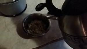 Кормление мальтийской болонки (мальтезе)