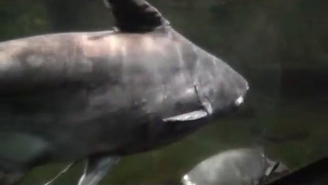 Танец под водой-Эсмеральда (кавер) смотреть онлайн