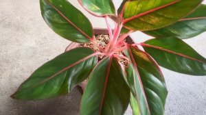 Personal Plant Collection: Aglaonema Siam Aurora