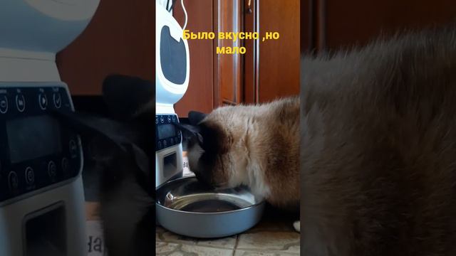 cat тайская кот cute рекомендации comment игра вкуснаяеда