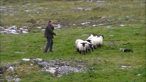 Sheep Dog Demonstration Бордер-колли в работе