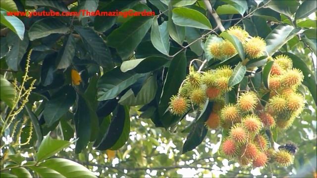Rambutan Tree -- Tropical Fruit - Nephelium lappaceum