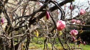 Магнолия суланжа.