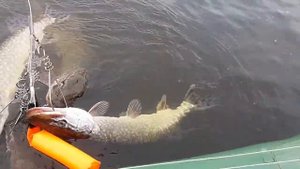 Щука на кукане