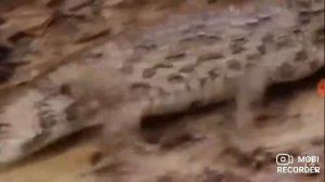 как как купается на речку крокодил купается на речку горячо солнце дерево трава камень