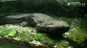 Salamanders  #8 Японская Cаламандра  オオサンショウウオ