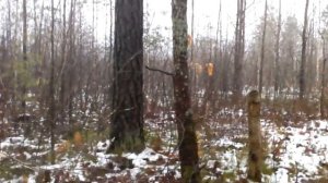 Отличная работа лайки по лосю.