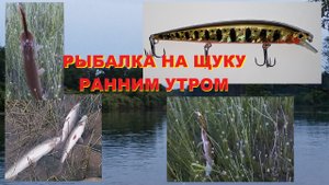 Щука ранним утром
