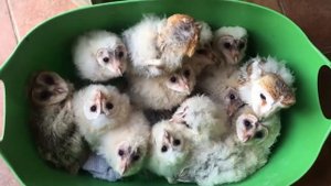 Супер позитив на целый день! Невероятно смешные и милые моменты с животными!