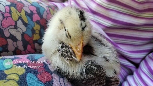 Цыпленок - видео. Цыпленок для детей. Курица кудахчет, а цыпленок?Цыпленок говорит пи (звук)