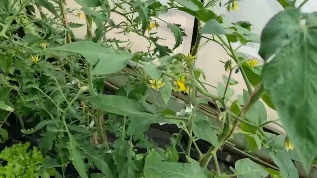 Вторая подкормка томатов для стимуляции цветения. Неправильные цветки и кисти у томатов смотреть онлайн