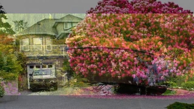 Красивые цветущие деревья