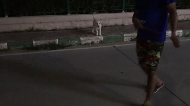 Golden Retriever #playing смотреть онлайн