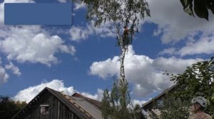 Пришлось спилить дерево в Юрьев Польском на своем участке