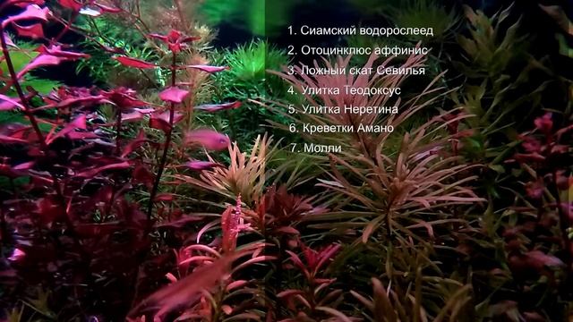 РАБОЧИЕ ПЧЕЛКИ В ТРАВНИКЕ. ТОП АКВАРИУМНЫХ ЖИТЕЛЕЙ ПО УХОДУ ЗА РАСТЕНИЯМИ. смотреть онлайн