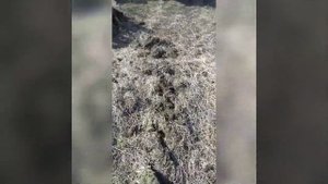 Поднятие целины без трактора. Дискование на автомобиле. Начало.