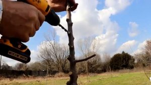 ПРИВИВКА НА СТВОЛ ДЕРЕВА