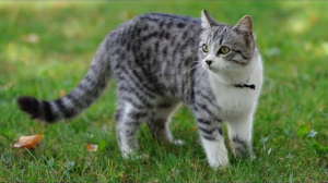 Если у вас скоро появится кошка