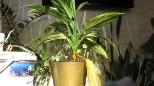 Спатифиллум ???, НЕТ--это аглаонема.