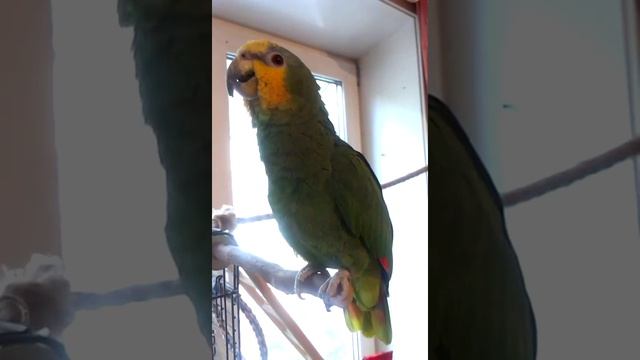 Венесуэльский амазон Жора... смотреть онлайн