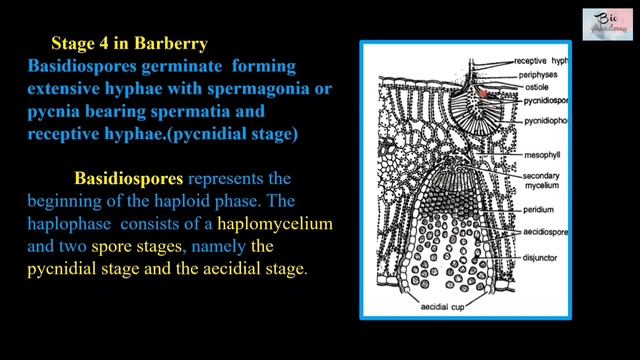 Morphology, Anatomy, Reproduction & Life Cycle of Puccinia/Basidiomycota/Fungi/for Biology students