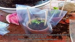 РОЗЫ: посадка, обрезка, размножение (черенкование, отводки), видео