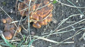 Сезон зимних опят начался?!