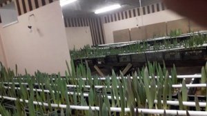 Первый опыт выгонки тюльпанов и ошибки