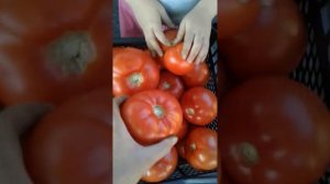 Второй сбор томатов в теплице:Махитос,Линда,Мейс,Инфинити
