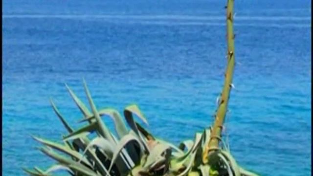 Биология 44. Брюхоногие моллюски. Агава — Академия занимательных наук смотреть онлайн