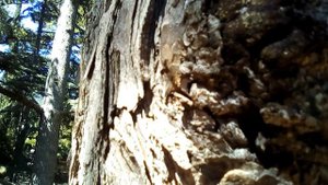 Форос. Стрекочут цикады. Показываю две на стволе дерева.)