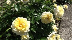 Rosa ´Nadia Meillandecor´