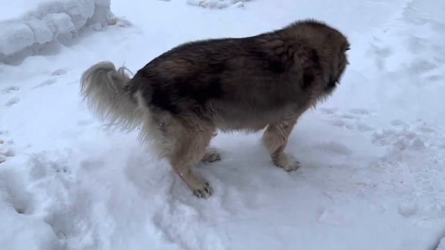Кавказская овчарка Кузьма С Новым годом друзья Кавказскаяовчарка кузьма куры сновымгодом